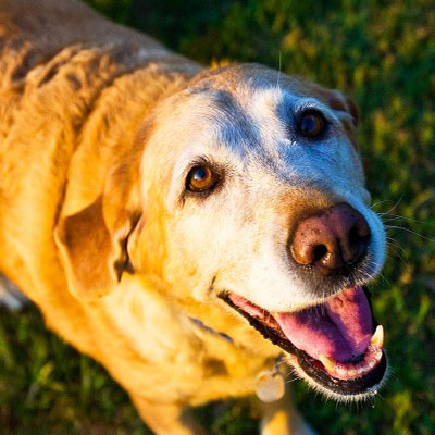 Dealing With Canine Cognitive Dysfunction Aka Dementia In Dogs